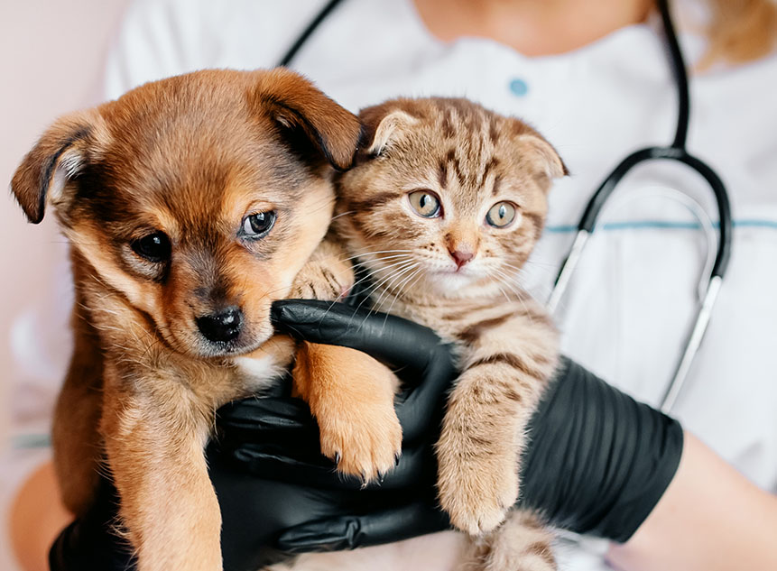 Puppy and kitten with veterinarian.
