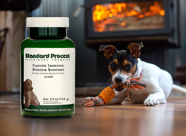 canine feline whole body support veterinary gold standard