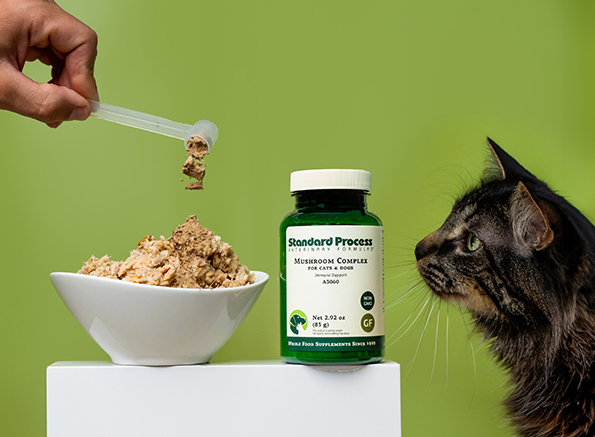 canine feline whole body support veterinary gold standard