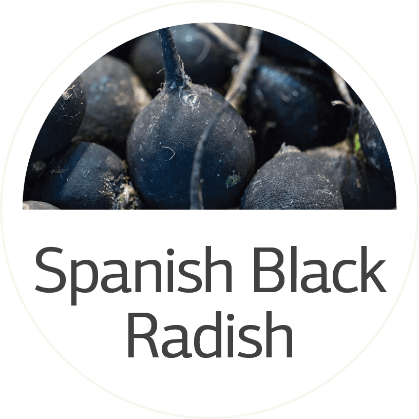 Spanish Black Radish