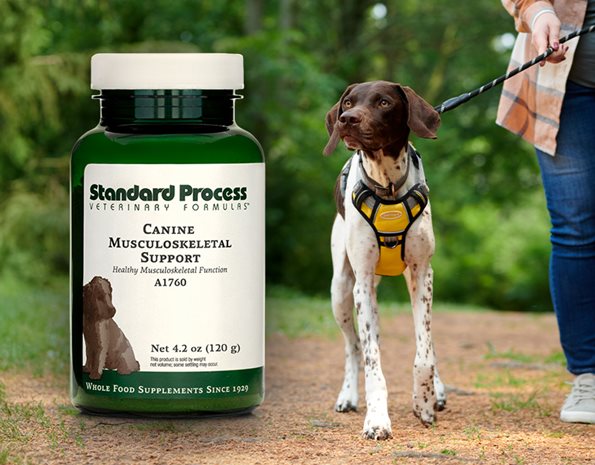 canine feline whole body support veterinary gold standard